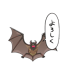 しゃべるコウモリ（個別スタンプ：13）