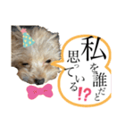 ティップの日常スタンプ（個別スタンプ：39）