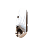 kota☆★☆（個別スタンプ：12）