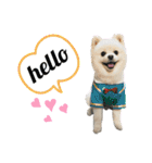 ポメラニアン好きのためのポメスタンプ（個別スタンプ：10）