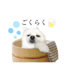 ポメラニアン好きのためのポメスタンプ（個別スタンプ：13）
