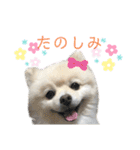 ポメラニアン好きのためのポメスタンプ（個別スタンプ：18）