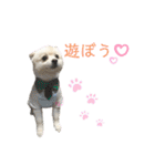 ポメラニアン好きのためのポメスタンプ（個別スタンプ：20）