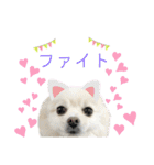ポメラニアン好きのためのポメスタンプ（個別スタンプ：24）