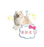 ポメラニアン好きのためのポメスタンプ（個別スタンプ：25）