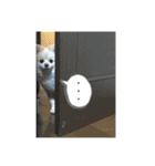 ポメラニアン好きのためのポメスタンプ（個別スタンプ：30）
