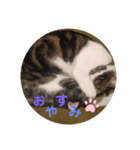 3匹のうちの子スタンプ3（個別スタンプ：1）