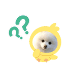 コロコロまろぷんスタンプ（個別スタンプ：2）