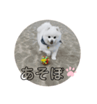 コロコロまろぷんスタンプ（個別スタンプ：11）