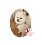 コロコロまろぷんスタンプ（個別スタンプ：12）