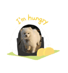 コロコロまろぷんスタンプ（個別スタンプ：15）
