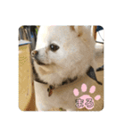 コロコロまろぷんスタンプ（個別スタンプ：16）
