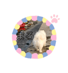 コロコロまろぷんスタンプ（個別スタンプ：18）
