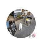 コロコロまろぷんスタンプ（個別スタンプ：25）