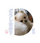 コロコロまろぷんスタンプ（個別スタンプ：26）