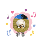 コロコロまろぷんスタンプ（個別スタンプ：28）