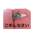 ルナとノア（個別スタンプ：4）
