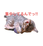ルナとノア（個別スタンプ：7）