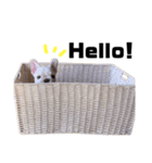 ふくまるの日常スタンプ（個別スタンプ：8）