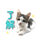 にゃんスタンプ。（個別スタンプ：1）
