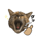 にゃんスタンプ。（個別スタンプ：4）