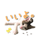 にゃんスタンプ。（個別スタンプ：5）