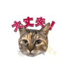 にゃんスタンプ。（個別スタンプ：6）