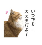 にゃんスタンプ。（個別スタンプ：7）