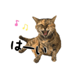 にゃんスタンプ。（個別スタンプ：8）