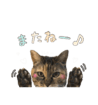 にゃんスタンプ。（個別スタンプ：9）