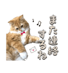 にゃんスタンプ。（個別スタンプ：11）