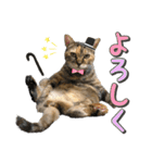 にゃんスタンプ。（個別スタンプ：12）