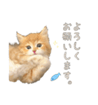 にゃんスタンプ。（個別スタンプ：13）