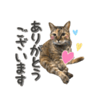 にゃんスタンプ。（個別スタンプ：15）