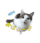 にゃんスタンプ。（個別スタンプ：17）