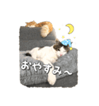 にゃんスタンプ。（個別スタンプ：19）