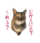 にゃんスタンプ。（個別スタンプ：22）