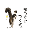 にゃんスタンプ。（個別スタンプ：24）