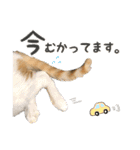 にゃんスタンプ。（個別スタンプ：25）