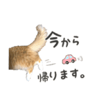 にゃんスタンプ。（個別スタンプ：26）