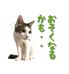 にゃんスタンプ。（個別スタンプ：28）
