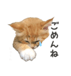 にゃんスタンプ。（個別スタンプ：29）