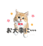 にゃんスタンプ。（個別スタンプ：38）