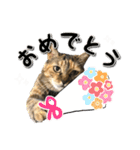 にゃんスタンプ。（個別スタンプ：39）