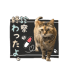 にゃんスタンプ。（個別スタンプ：40）