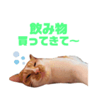 峯島夫婦（個別スタンプ：9）