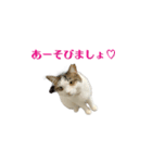 よしこアンジェリーナ（個別スタンプ：3）