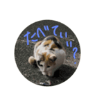 可愛すぎる♥癒しのお外猫（個別スタンプ：1）