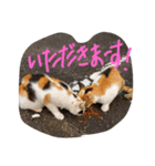 可愛すぎる♥癒しのお外猫（個別スタンプ：4）