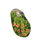 可愛すぎる♥癒しのお外猫（個別スタンプ：5）